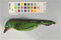 藏品(五色鳥)的圖片